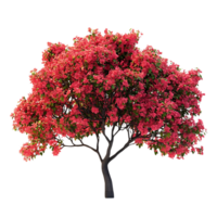 Bougainvillea Tree with Pink Flowers on a Transparent Background, Perfect for Design Projects, Digital Art, and Graphic Design png