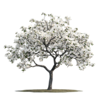 White Flowering Tree with Transparent Background - Isolated Spring Bloom for Design png