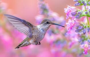 A hummingbird is flying over a pink flower. The image has a serene and peaceful mood, as the bird is in the midst of nature and the flower is a beautiful, natural element photo