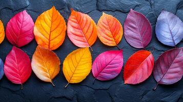 A row of colorful leaves are arranged on a black surface. The leaves are of different colors, including red, orange, and yellow. The arrangement creates a sense of harmony and balance photo
