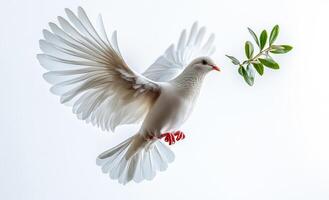 A white dove is flying with a leaf in its beak. Concept of peace and tranquility, as the dove is a symbol of peace and the leaf represents nature. The image also suggests a connection between the bird photo