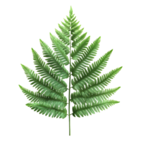 Green Fern Leaf with a Transparent Background, Perfect for Digital Design Projects and Creative Compositions png