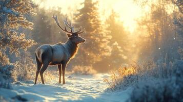 A brown furred deer wanders through a snowy forest against the backdrop of Siberian snows in search of food. photo