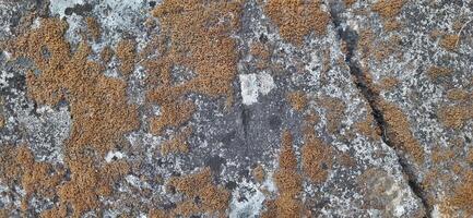 Grunge wall texture background. Old dirty concrete photo