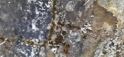 Grunge wall texture background. Old dirty concrete photo