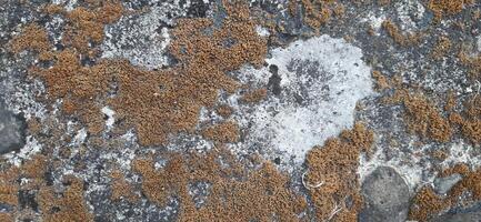 Grunge wall texture background. Old dirty concrete photo