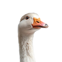 White Goose with Orange Beak Looking at Camera, Isolated on a Transparent Background png