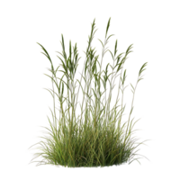 Green Grass Clump with Transparent Background for Design Projects png