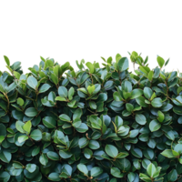 Green Leaves with a Transparent Background for Digital Design and Compositing png