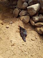 closeup of pet hen taking a bath on dry ground under the sunlight, good for background photo