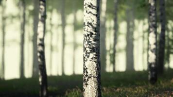 Group of Trees Standing in Grass video