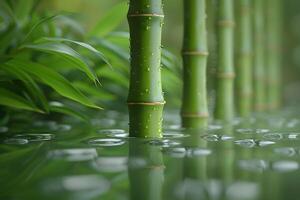 Tranquil Bamboo Forest with Reflections in Water - Nature Background for Zen, Meditation, and Relaxation Concepts photo
