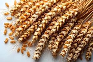 Golden Wheat Ears and Grains - Close-up Agricultural Harvest Scene - Perfect for Print, Card, Poster photo