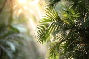 Sunlit Tropical Palm Leaves with Bokeh Effect Nature Background for Print, Card, Poster Design photo