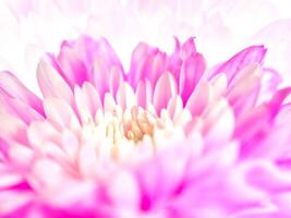 Close up of chrysanthemum flower, shallow depth of field photo