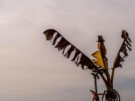 A wilt banana tree with tattered leaves in barren field photo