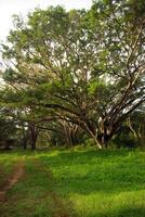 Shade of Rain-tree canopy Big tree in the forest photo