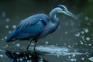 Blue Heron Standing in Calm Water with Reflections and Droplets - Nature Wildlife Photography photo