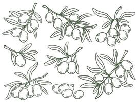 Olive tree branches hand drawn set vector