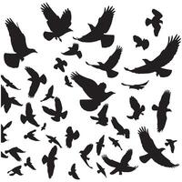 Silhouette of a flock of birds flying with white background vector