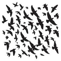 Silhouette of a flock of birds flying with white background vector