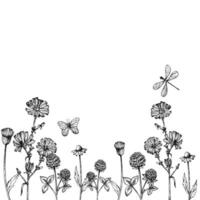 frame, border with field of clover, chamomile, chicory with butterfly. Hand painted flower. Graphic clip art isolated on background. Botanical and wedding illustration. For d vector