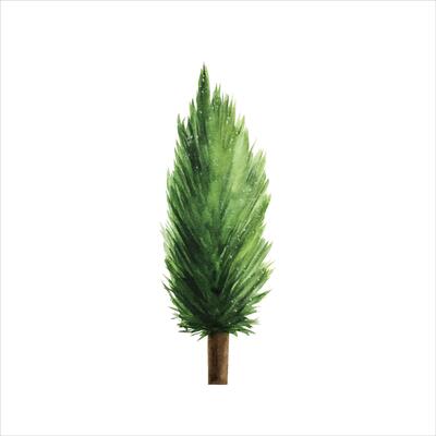 Fir, spruce, pine, cedar tree. Christmas watercolor plant, hand painted illustration isolated on background. For designers, decoration, shop, for postcards, wrapping paper, c