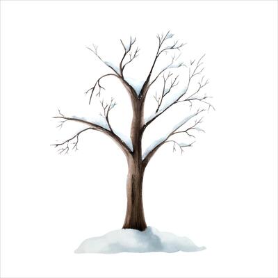 Snow covered tree without leaves. Winter watercolor plant, hand painted illustration isolated on background. For designers, decoration, shop, for postcards, wrapping paper, co