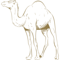 A camel is standing in the desert png