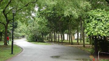 A paved road with trees and a sidewalk video