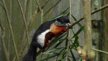 A squirrel is sitting on a branch in the zoo video