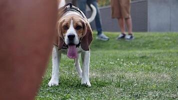 A Playful Beagle Dog Happily Approaching You in a Pleasant Park Setting Full of Joy video