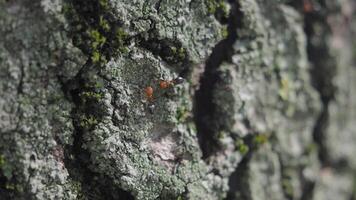 A closeup view of an ant crawling on the textured surface of a tree bark that has moss video
