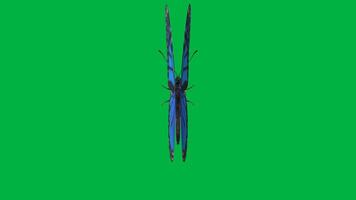 blue vibrant butterfly top view close shot, flapping its wing loop on green screen background video