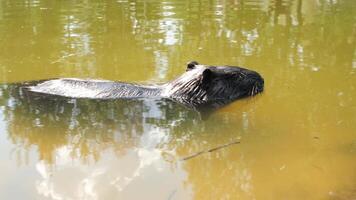otter Capybara gracefully swimming in a tranquil pond on a sunny day video