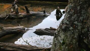Mysterious trees in water in autumn. Creative. Logs or tree roots in water in autumn. Mysterious bare trees in water in autumn forest video