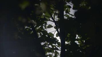 Green trees with foliage. Action.Thin tree trunks with foliage on which the bright light from the sun falls. video