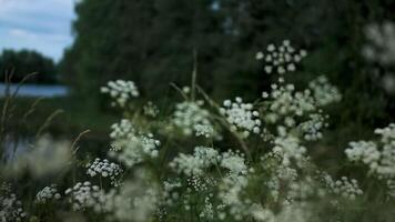 Wind blowing white flowers. Creative. A field with small flowers that moves in different directions due to the wind. video