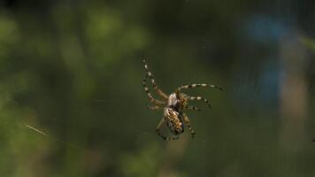Close-up of wild big spider on web. Creative. Tarantula on spider web in nature. Big spider on web on sunny summer day video