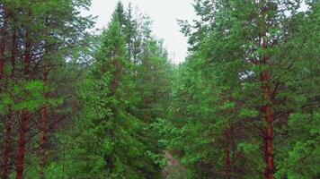 Top view of beautiful green forest with needles. Clip. Green foliage of coniferous trees in forest. Rich green forest with coniferous trees in summer video