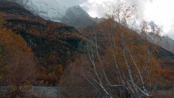 Huge mountains overgrown with trees. Creative. A bird's-eye view of a cold landscape with mountains and gushing thin rivers flowing between the stones. video