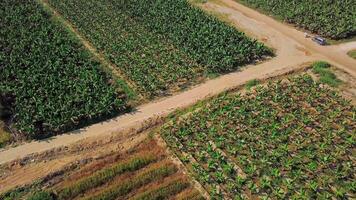Top view of green beautiful fields of agricultural farmers. Clip. Neat farm fields for agricultural production. Green fields with vegetation of different types for agricultural farming video