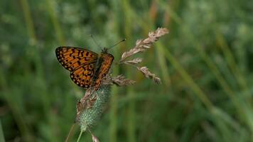 Butterfly with red wings. Creative.Green grass with a flapping butterfly on which small drops of rain fall. video