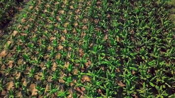 Top view of green beautiful fields of agricultural farmers. Clip. Neat farm fields for agricultural production. Green fields with vegetation of different types for agricultural farming video