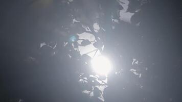 Sun rays emerging though the green tree branches. Action. Magical forest with warm sunbeams illuminating green tree. video