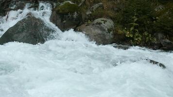 Green cold forest. Creative. Long fir trees growing next to cold streams that move in different directions. video