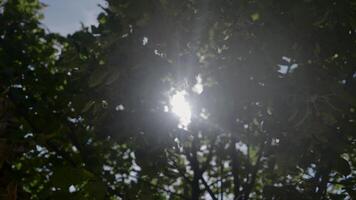 Green trees on which sunlight falls. Action. A beautiful landscape with thickets and houses and the rays of the bright sun are visible. video