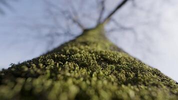 Bottom view of a mossy tree trunk. Action. Green soft mossy surface on a blue background. video