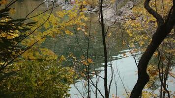 Close-up of tree branches on background of lake in autumn. Creative. Autumn branches of bushes and trees on lake shore. Beautiful autumn plants and trees with lake in forest video