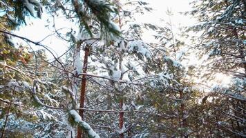 Pine branches with needles covered with snow. Clip. Low angle view of trees on a winter sunny day. video